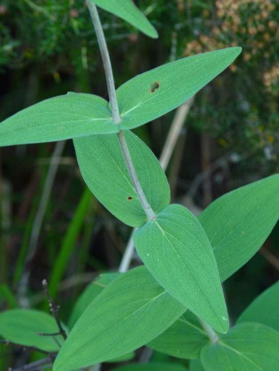 Hypericum montanum Hypericum_montanum2