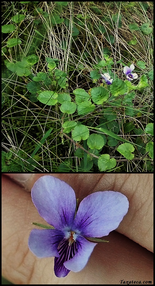 Viola eminii Viola_eminii