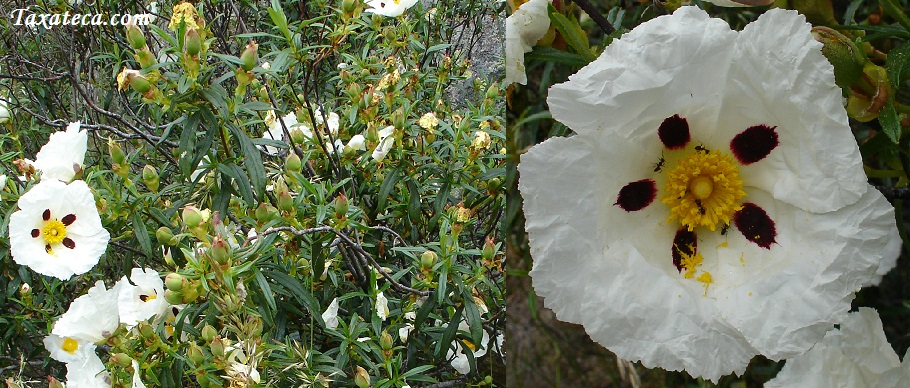 Cistus ladanifer Cistus_ladanifer1