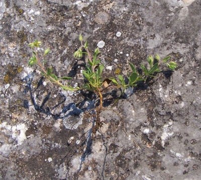 Helianthemum salicifolium Helianthemum_salicifolium