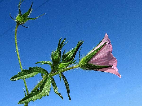 Malva cretica Malva_cretica