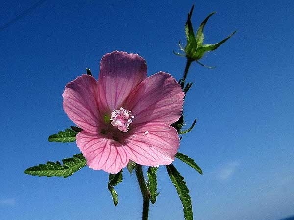 Malva cretica Malva_cretica2