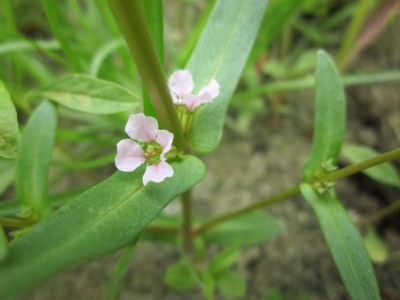 Ammannia robusta Ammannia_robusta