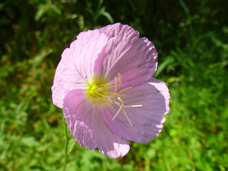 Oenothera rosea Oenothera_rosea