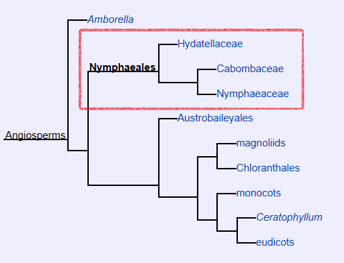 Euryale ferox Cladogram