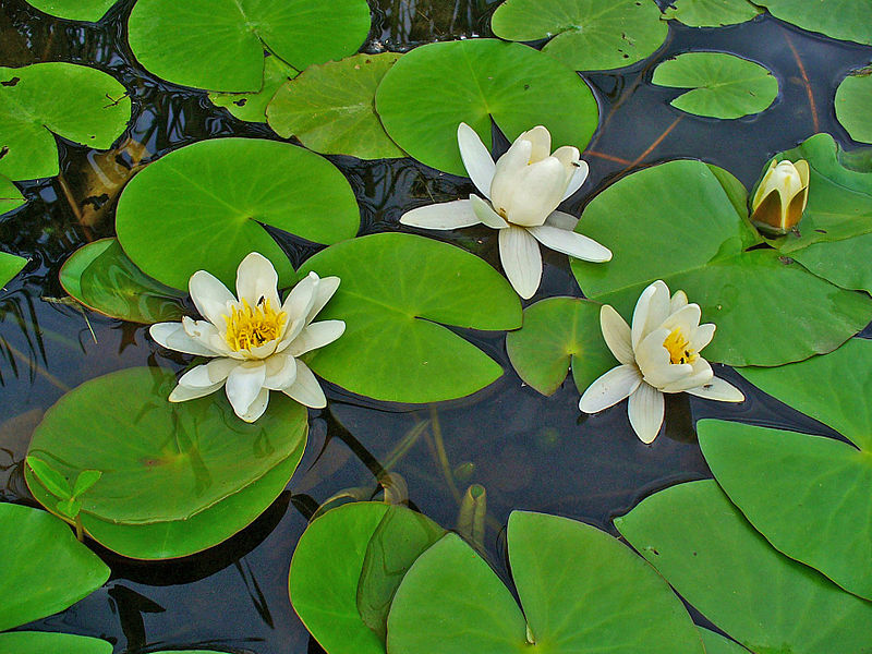 Nymphaea alba Nymphaea_alba