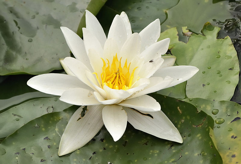 Nymphaea alba Nymphaea_alba2