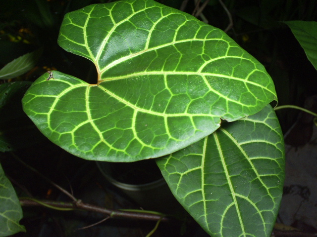 Aristolochia veraguensis Aristolochia_veraguensis