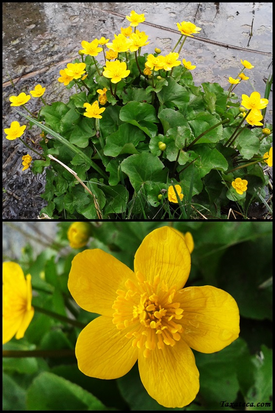 Caltha palustris Caltha_palustris