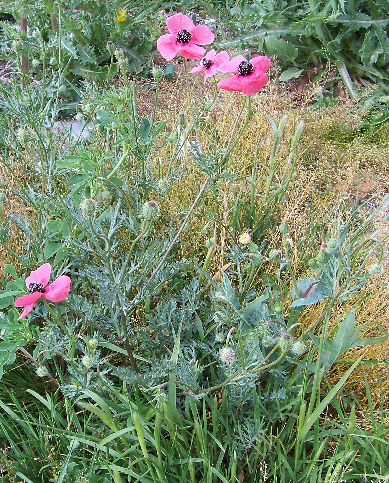 Papaver hybridum Papaver_hybridum