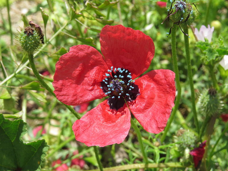 Papaver hybridum Papaver_hybridum2