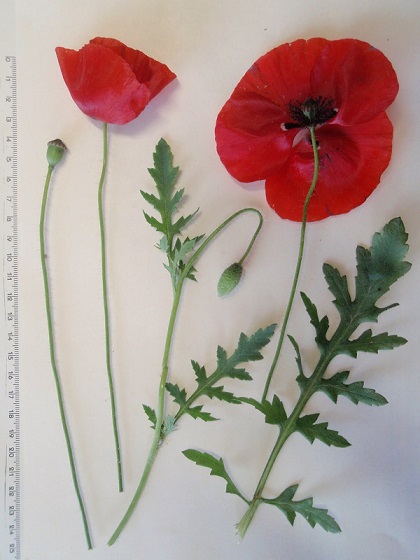 Papaver rhoeas Papaver_rhoeas