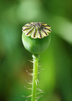 Papaver rhoeas Papaver_rhoeas2