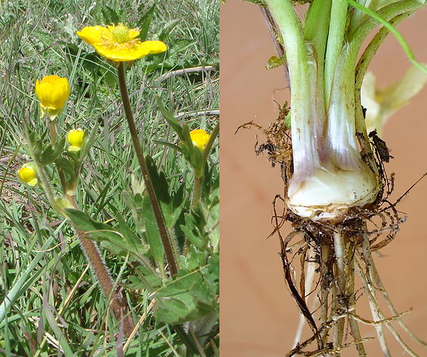 Ranunculus bulbosus Ranunculus_bulbosus