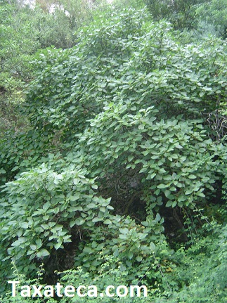 Ficus carica Ficus_carica