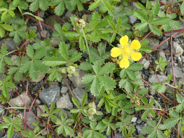 Potentilla reptans Potentilla_reptans