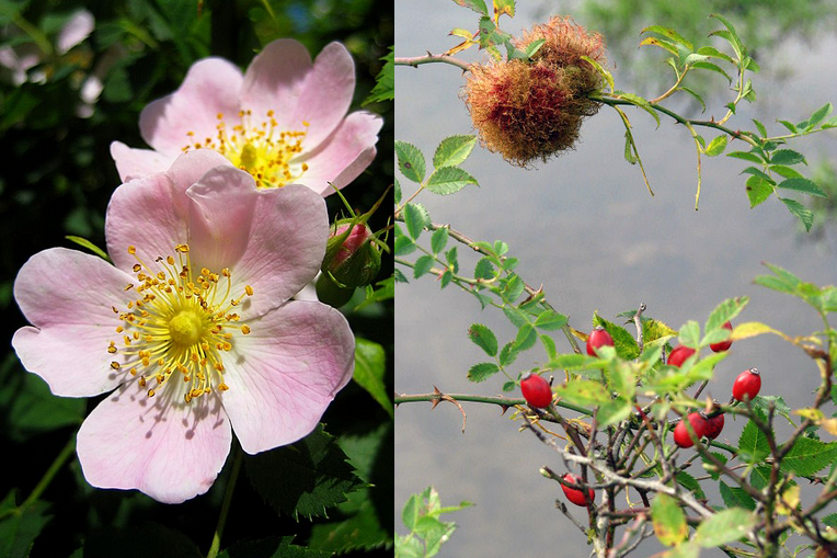 Rosa canina Rosa_canina