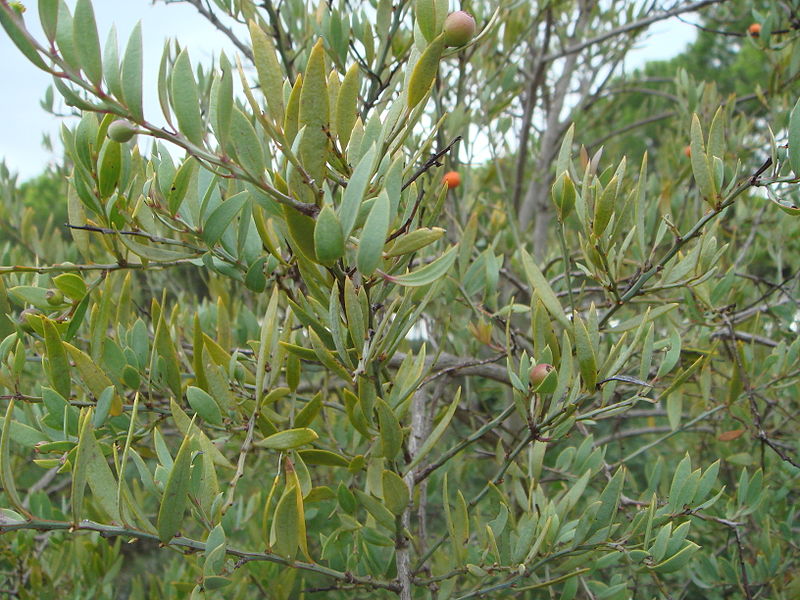 Osyris lanceolata  Osyris_lanceolata