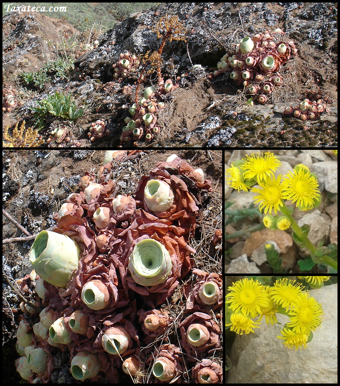 Aeonium aureum Aeonium_aureum