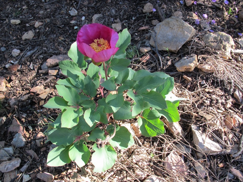 Paeonia coriacea Paeonia_coriacea