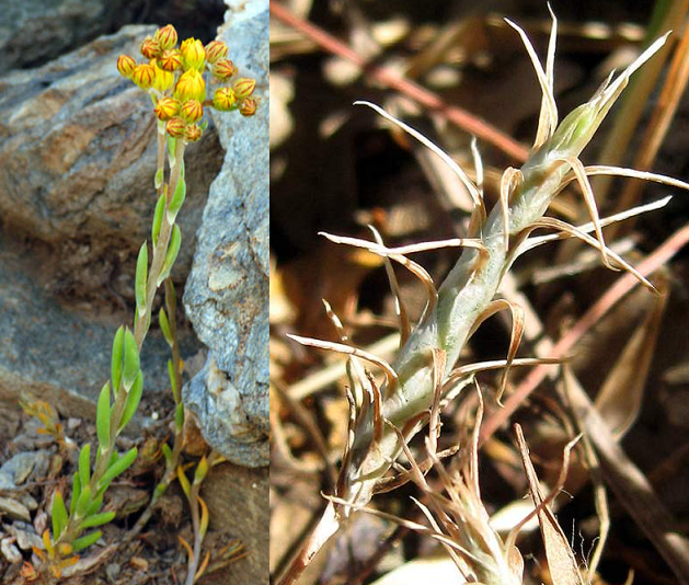 Sedum amplexicaule Sedum_amplexicaule