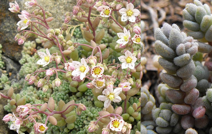 Sedum dasyphyllum Sedum_dasyphyllum