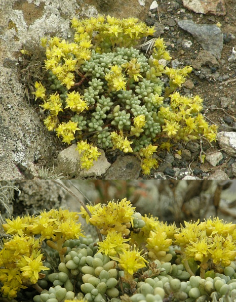 Sedum nudum Sedum_nudum