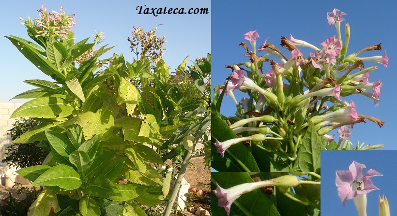 Nicotiana tabacum Nicotiana_tabacum