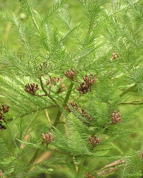 Glyptostrobus pensilis Glyptostrobus_pensilis