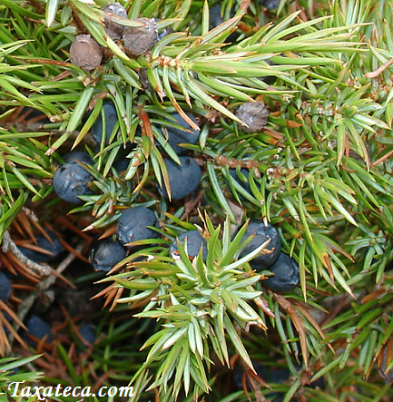 Juniperus communis Juniperus_communis