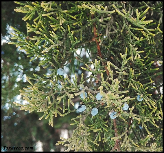 Juniperus excelsa Juniperus_excelsa