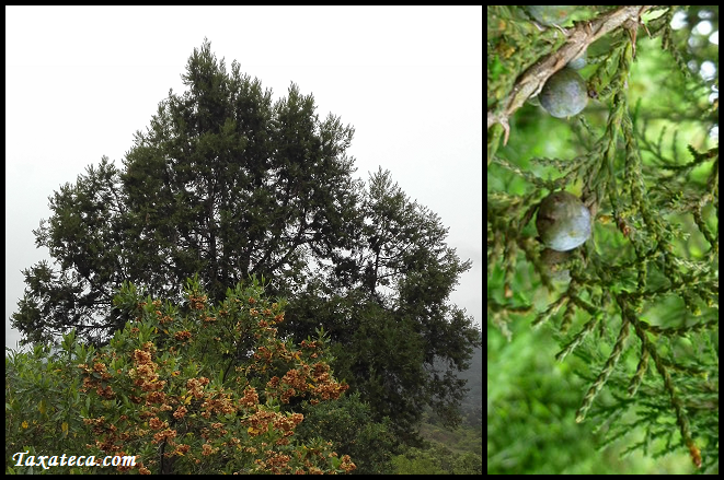 Juniperus procera Juniperus_procera