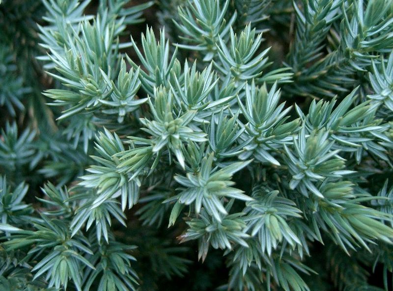 Juniperus squamata Juniperus_squamata2