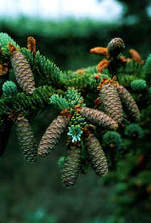 Picea glauca Picea_glauca