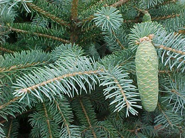 Picea likiangensis Picea_likiangensis2