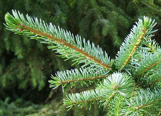 Picea omorika  Picea_omorika2