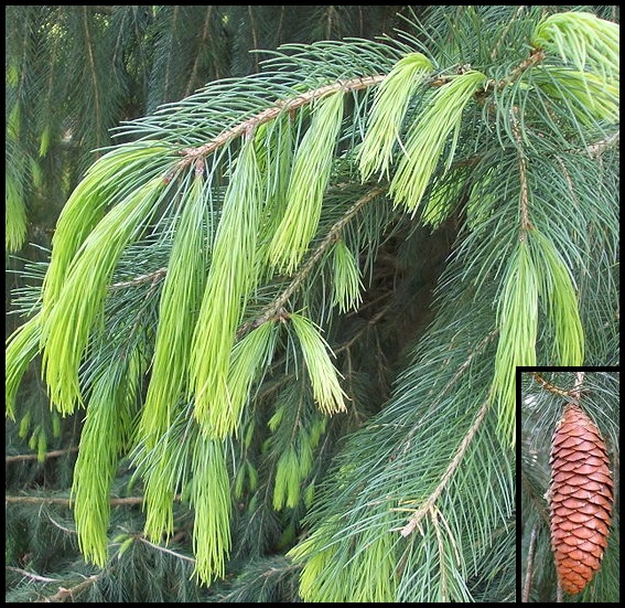 Picea smithiana Picea_smithiana