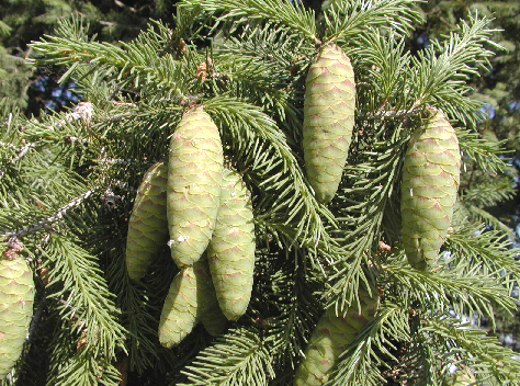 Picea wilsonii Picea_wilsonii