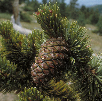 Pinus aristata  Pinus_aristata2