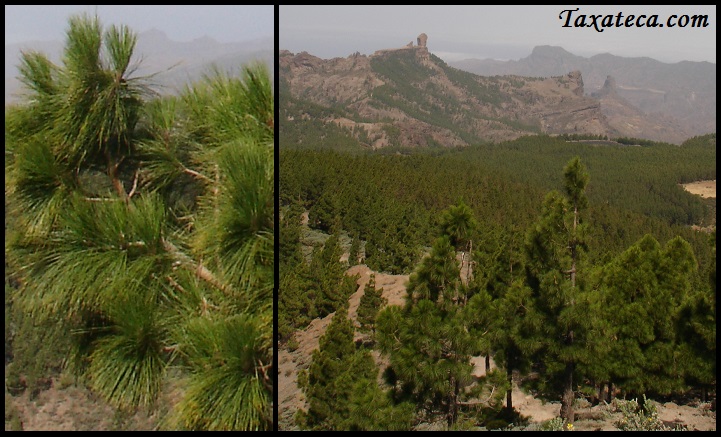 Pinus canariensis Pinus_canariensis