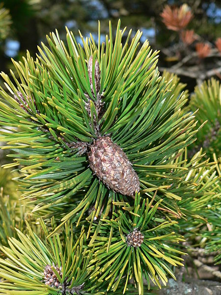 Pinus contorta Pinus_contorta