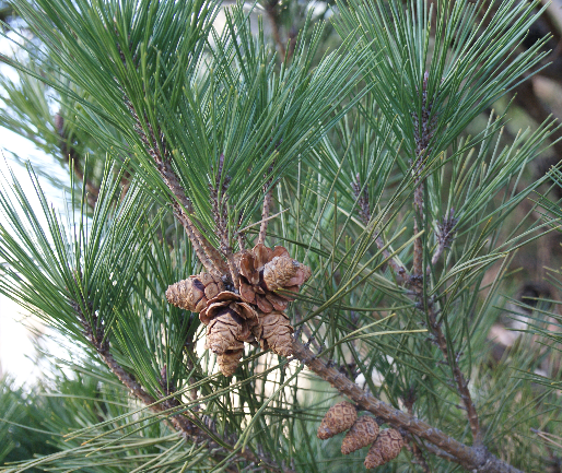 Pinus densiflora Pinus_densiflora