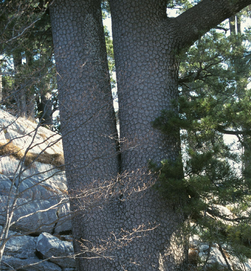 Pinus heldreichii Pinus_heldreichii