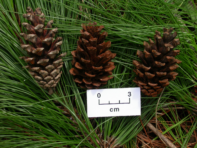 Pinus kesiya  Pinus_kesiya