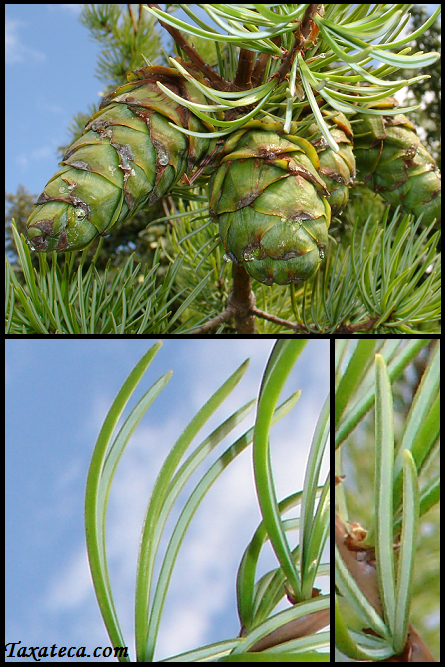 Pinus kwangtungensis Pinus_kwangtungensis