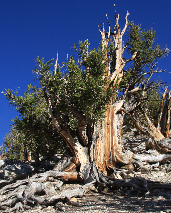 Pinus longaeva Pinus_longaeva2