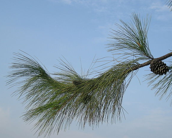 Pinus massoniana Pinus_massoniana