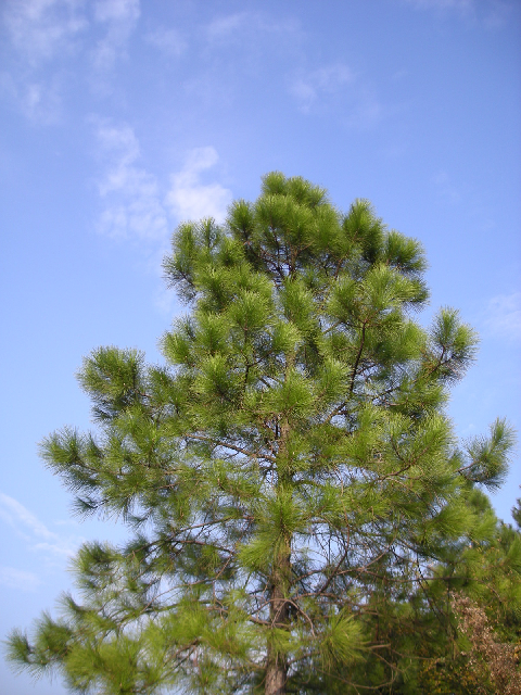 Pinus massoniana Pinus_massoniana2