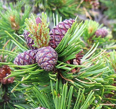Pinus mugo Pinus_mugo