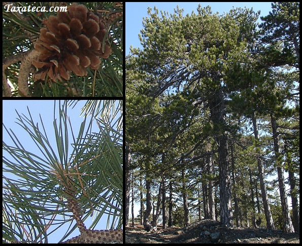 Pinus nigra Pinus_nigra